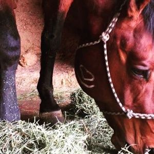 Meet your Posher, Rose